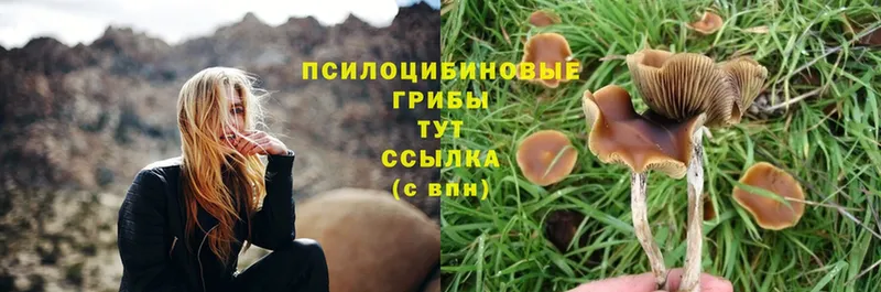 darknet наркотические препараты  Балабаново  Галлюциногенные грибы Psilocybe 